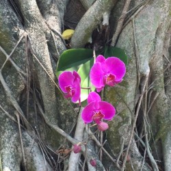 Natural Orchid 1B