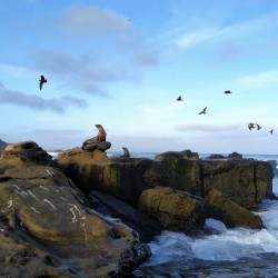 Seal Bird Watching 2