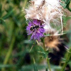 To Bee or Not to Bee  2