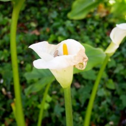 Golden Rod Exposed 2