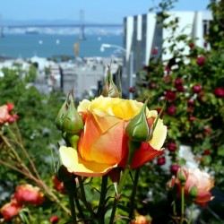 A City Rose