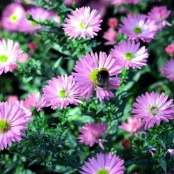 Pink Daisies 2C