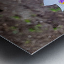 Fortnight Lily Flowers:  The Unfolding of African Iris in Earth’s Stillness Metal print