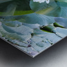 Hidden Beauty Water Lily Metal print