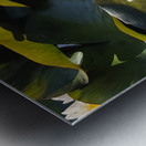 Sun-Kissed Petals: A Lilys Morning Metal print