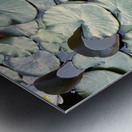 Blooms of Joy: Centered Among Giants Metal print