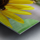 Dance of the Sunflower Spirits Impression metal