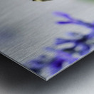 Bee Salivating the Blue Salvia Metal print