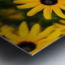 Golden Resilience: Black-Eyed Susan in Summer Bloom Metal print