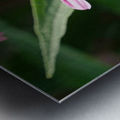 The Harmony of Pollination: Twin Bees on a Purple Coneflower Metal print