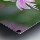 A Bumblebee’s Pause on Coneflower Metal print