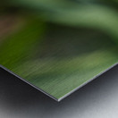 Harmony on a Purple Coneflower Metal print