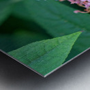 Just Bee Still In Fields of Pink Metal print