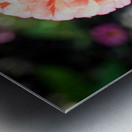 Sun Soaked Pink Zinnia Impression metal