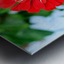 A Zinnia in Meditative Bloom Metal print