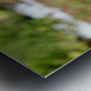 A Butterfly’s Pause Amid Sunfire Blooms Metal print