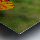 Bright Labors: Beneath the Fire of Petals Impression metal