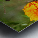 In Bloom and Flight: A Conversation in Color Impression metal