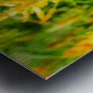 Yellow Wool Flower: Fields of Fire and Flight Metal print