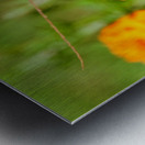 Buckeye Butterfly on Marigold: The Secret Life of Wings and Petals Impression metal