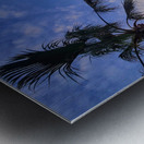 Golden Drift Between Palms Metal print