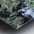 Acorn Awakening Metal print