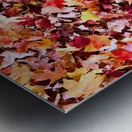 Natural Carpet: Fall’s Confetti Metal print