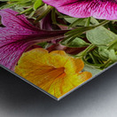 Whispers in Bloom – Petunia Poetry Impression metal