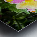 Vibrant Garden Bloom – Colorful Flower Close-Up with Lush Greenery-2 Metal print