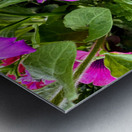 Vibrant Garden Bloom – Colorful Flower Close-Up with Lush Greenery-1 Metal print