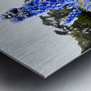 Whispers in Ultramarine Metal print