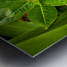 Twin Beauty & Symmetry Metal print