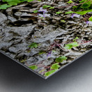  Ivy-leaved Toadflax: A Green Defiance Metal print