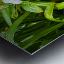 Green Rhythm Pink Pause Metal print