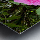 Rugosa Rose: Still She Blooms Impression metal