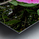 Wild Grace: The Rugosa Bloom Metal print