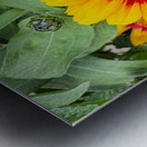 Solflare Echo Metal print