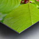 Scarlet Clusters of Abundance Metal print