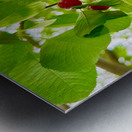 The Patience of Fruit: A Quiet Celebration Metal print