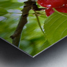 The Orchard’s Pulse: Where Color and Ripeness Conspire Impression metal