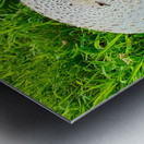 Fungal Solar Disc Metal print