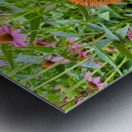 Echinacea Ensemble Metal print