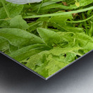 Bindweed Blossoms in the Grass Metal print