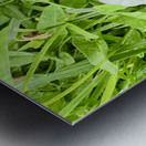 One Wild Bloom : Bindweed Focus Metal print