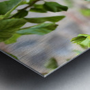 IMG 9953 Metal print