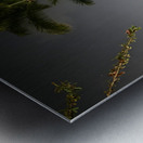 IMG 0437 Metal print