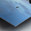 Seal Bird Watching 2 Impression metal