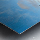 Seal Bird Watching Metal print