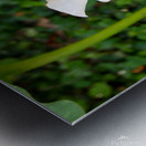 Golden Rod Exposed 2 Metal print