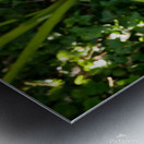 Golden Rod Exposed Metal print